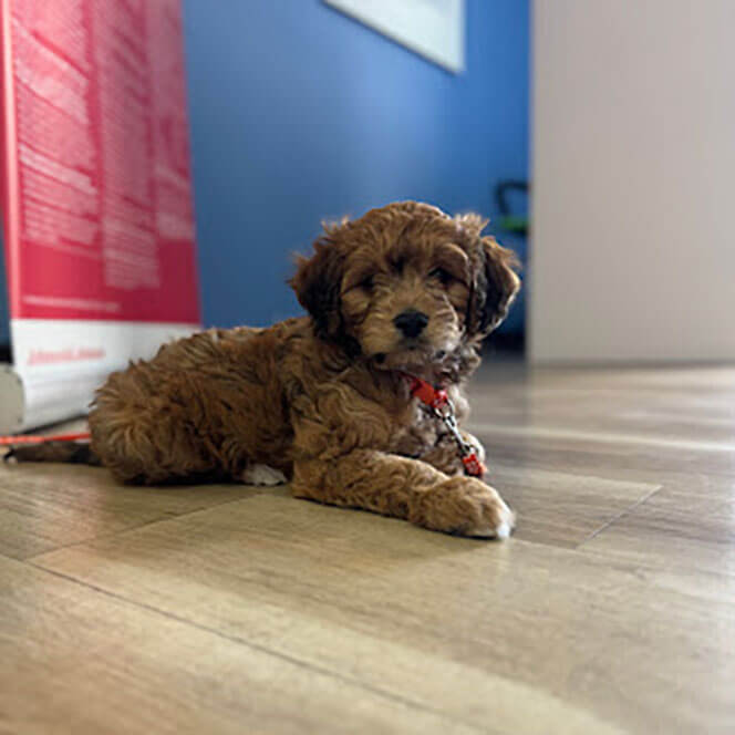 Hannah Perez, Office Manager
